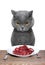 British cat is going to eat meat