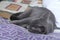 British cat in gray color lying down on the bed