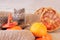 British cat and Halloween. Gray domestic cat near a pumpkin