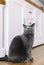 British cat in home portrait.