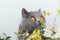 A British cat with large yellow eyes looks at a bouquet of wildflowers and sniffs them