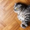 British cat lying on the floor. surprised Scottish cat on the floor with copy space