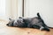 British cat lying relaxed and confident on the floor at home