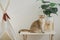 british cat play on camping table with camp and tropical tree and white background