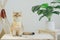 british cat play on camping table with camp and tropical tree and white background