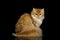 British Cat Red color with Furry hair on Isolated Black Background