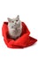 British cat in red sack isolated