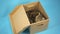 A British cat sits in an open cardboard box and sleeps. Box with a pet on a blue background.