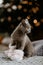 British cat sitting in baby socks near Christmas tree. Grey british cat looking on the side on the background of a Christmas tree