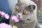 British cat sniffs flower, cat habits, furry pet close-up