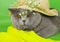 British cat in a straw hat