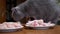 British Cat on Table Sniffs, Licks Chicken Meat, Fillets, Paws. Pet Steals Food