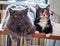 A British cat and a tricolor cat are lying on the kitchen table and waiting for food.