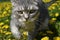 A British cat is walking along a blooming meadow full of dandelions.