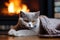 A British cat warms itself in winter near the fireplace