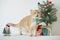 british cat wear green necktie sit on white table with christmas tree gift box and ornament decorate background