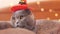 British cat wearing a witch\\\'s orange hat. Cat and Halloween