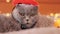 British cat wearing a witch\\\'s orange hat. Cat and Halloween. The cat\\\'s face close-up