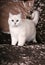 British chinchilla cat