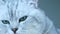 British chinchilla cat turning head toward camera