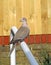 British collared dove garden bird