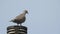 British collared dove pigeon bird birds rooftop roof urban pests pest vermin roosting nest nesting roost