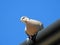 British collared dove pigeon perching on roof guttering