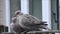 British collared pair doves pigeons pigeon birds animals animal feathers perched perching babies nest fence garden gardens pest