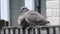 British collared pair doves pigeons pigeon birds animals animal feathers perched perching babies nest fence garden gardens pest