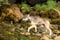 British Columbia wolf walking around the Khutzeymateen Grizzly Bear Sanctuary in Canada