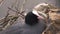 British Coot bird resting in a nest squawking