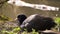 British Coot bird rests near water side