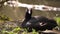 British Coot bird rests near water side turns to look at camera