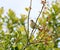 A British countryside song bird. The Common Chiff Chaff. Scientific name Phylloscopus collybita.