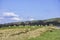 British countryside in spring,lambs near rural road,uk