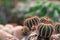 British crown cactus at cactus farm or call Uebelmannia pectinifera.Tropical Plant backdrop and beautiful detail