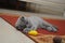 British cute adorable kitten is playing with small yellow mouse
