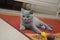 British cute adorable kitten is playing with small yellow mouse