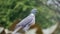British Dove Big Bird
