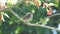 British dunnock sparrow bird perched on tree branch