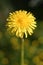 British flowering weed, garden plants yellow dandelions in full bloom