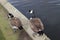 British Geese On A Canal In England