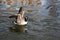 British Geese On A Canal In England Just Landed