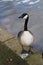 British Geese On A Canal In England Looking Left