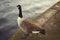 British Geese On A Canal looking at water