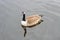 British Geese On A Canal water up close