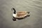 British Geese On A Canal water up close Looking at water