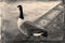 British Geese On A Canal water up close Looking at water In B&W