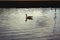 British Geese On A Canal water up In England