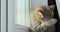 British golden cat washing herself sitting on the window